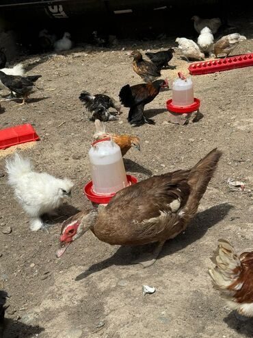 Куры, петухи: Продаю домашних цыплят и карликов только Оптом, по 200 сом. Выводил