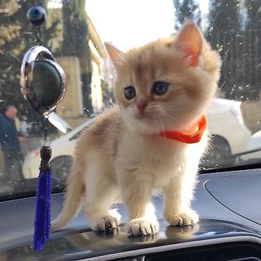 Pişiklər: Britan — 8