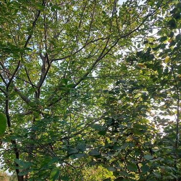 Torpaq sahələrinin satışı: 12 sot, Tikinti, Mülkiyyətçi, Kupça (Çıxarış) — 2