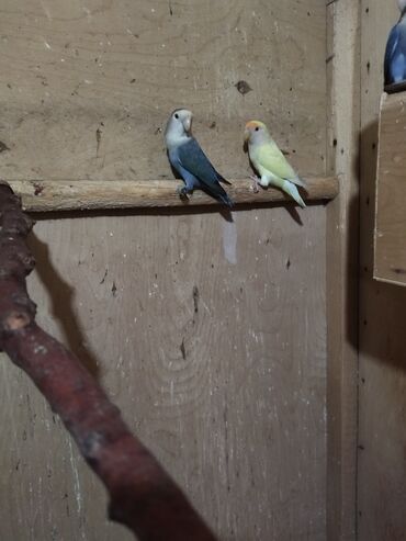 Tutuquşları: Məhsul: Agapornis (Sevgi quşları) cütləri və yuvalama dəstləri — 3