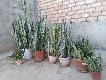 саженцы жимолости: Сансевиерия (Sansevieria, «щучий хвост», «тещин язык») в горшках — — 2
