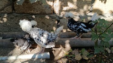 Toyuqlar: Başlıq: Rahibə 3 aylıq – 2 ədəd, 55 AZN, real alıcı narahat etsin -da lalafo.az — 8 Toyuqlar: Başlıq: Rahibə 3 aylıq – 2 ədəd, 55 AZN, real alıcı narahat etsin — 8