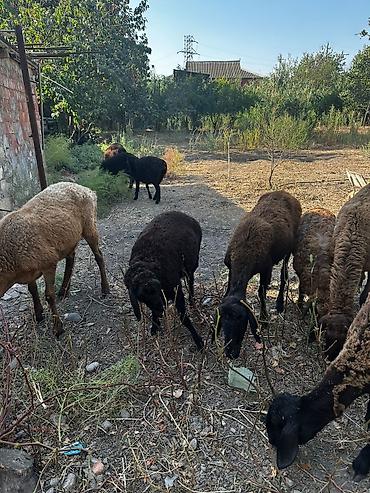 cücə və xoruz təmsil: Saxaraya uyğun sürülik qoyunlar - Növ: yerli qarışıq ətlik-yunluq — 1