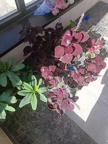комтер: Колеус декоративно-лиственный (Plectranthus scutellarioides) в — 5