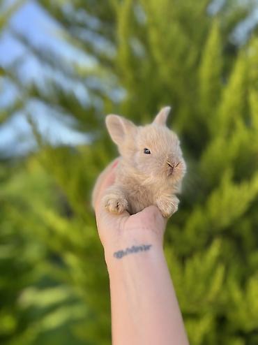 mal qara: Çox gözəl və nadir rəngə sahib Holland Lop balası satılır. 🐰 1 aylıq — 1