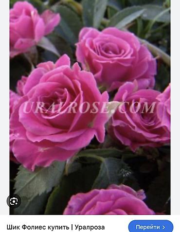 Роза: Саженцы — 23