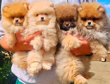 kupujem prodajem pomeranac: Najlepsi Pomeranci Boo samo u Pom_Hash_Starsu, bebe najkrace njuskice — 1