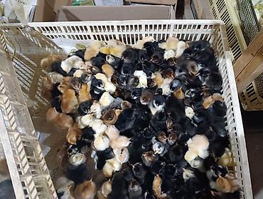 Cücələr: Salam herkese bayraminiz mubarek _xarkov qənbəri_ lider55_ sereblis _ — 26