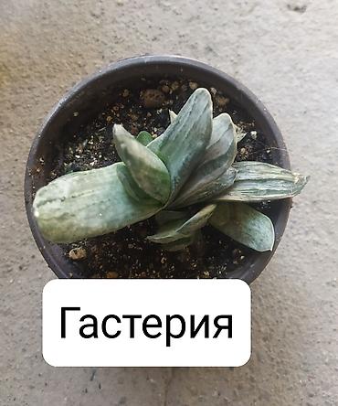 Другие комнатные растения: Продаю цветы — 6