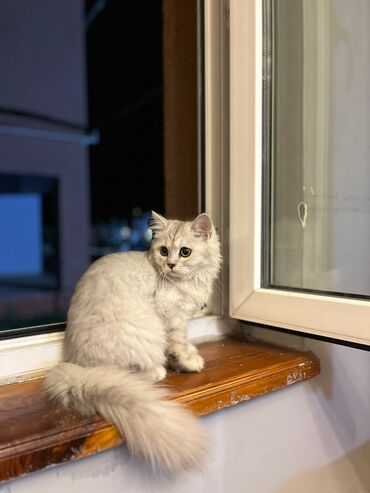 pişik geyimləri: Шиншилла