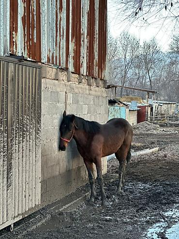 Лошади, кони: Продаю | Жеребец | Рабочий — 10