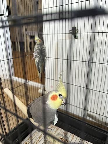 qara mal: Satılan məhsul iki ədəd nimfa papuqayıdır (cockatiel). Quşların biri — 3