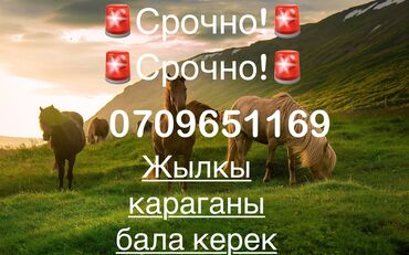 в связи с переездом отдам попугая жако в добрые руки: Сатам | Тай, Байтал, Бээ (ургаачы) | Көбөйтүү үчүн, Ат спорту