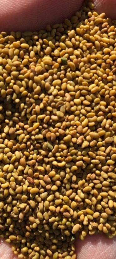 беде урук багира: Семена люцерны,семена клевера, очищенный,чистый,без горчака,крупная