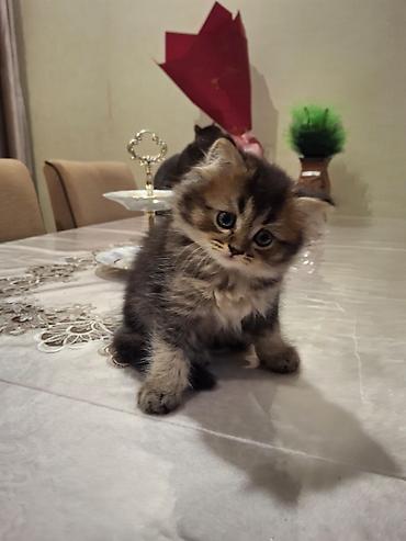 Pişiklər: Sfinks — 3