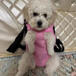 Daşıma çantaları: Pişiklər və mini itlər üçün daşımaq üçün Rüqzak.S razmerdir(2.5 kq) — 9