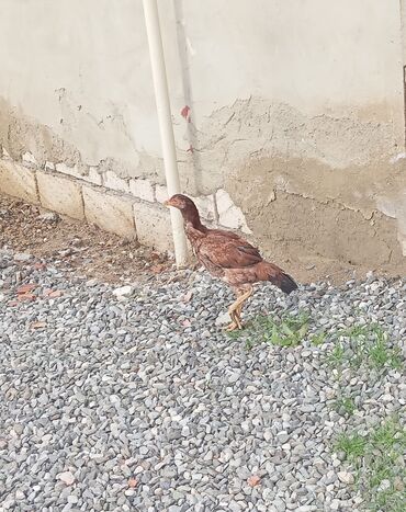 Xoruzlar: Xoruz, Heyratı, il: 1, Ödənişli çatdırılma — 24