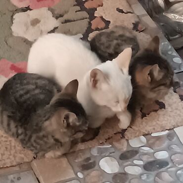 котята сокулук: Котята – тройка очаровательных малышей,отдам даром в хорошую руку -