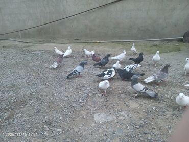 Göyərçinlər: Məhsul: Güvənçinlər (xüsusi uçuş və rəng çeşidləri) Təsvir: - — 23