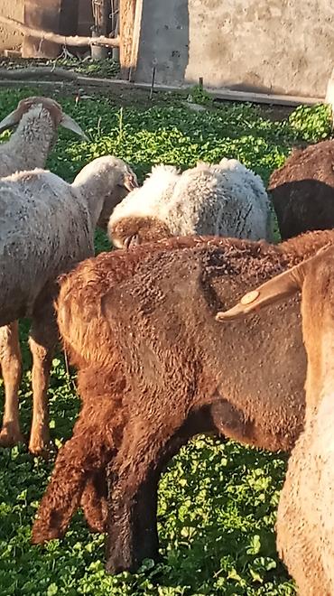 Баран, овца: Продаю | Овца (самка) at lalafo.kg — 5 Баран, овца: Продаю | Овца (самка) — 5