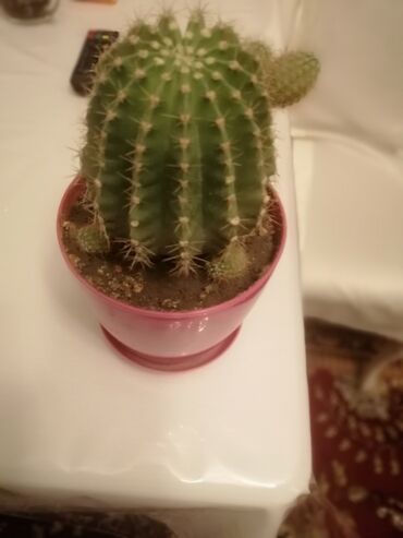 kaktus gulleri: Kaktus