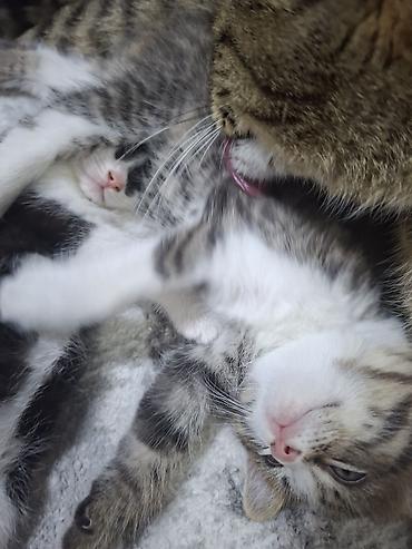 кошки домашние: Котята домашние, от ласковой кошки-мурчалки. мамочка на половину — 2