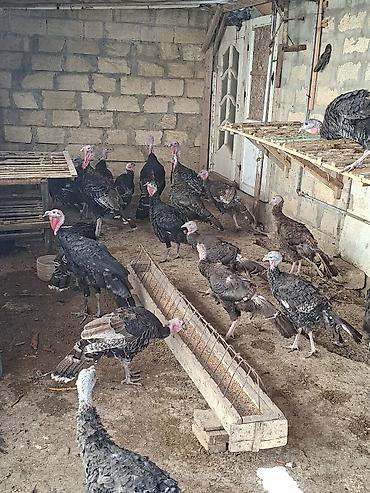 pişik yemi qiyməti: Satlir bronzalar 31 dene qiymeti opdavoy alana 35 azn — 4