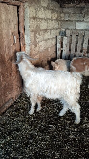Keçi, çəpiş: Təcili satılır ehtiyac var Real alıcılar vatsap nömrəsinə yazsın 050 — 6