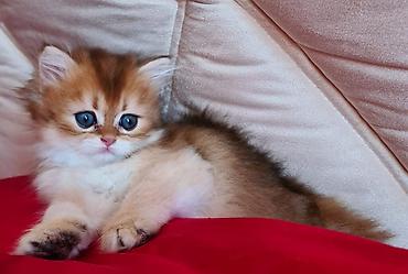 Pişiklər: Britan — 6