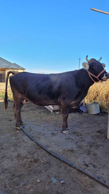 коровы дойный: Сатам | Уй (ургаачы) | Сүт алуу үчүн | Бооз