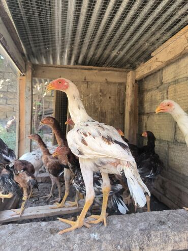 Digər kənd təsərrüfatı heyvanları: Xoruz, Heyratı, il: 1, Ünvandan götürmə, Ödənişli çatdırılma