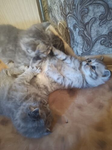 продам вислоухого котенка: Шотландские вислоухие котята Скоттиш фолд родились 1 го мая