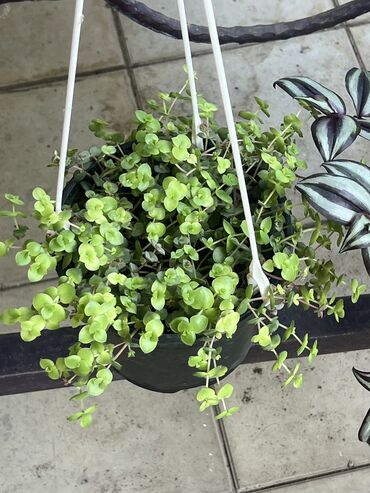 Otaq bitkiləri: Butun guleri endirimnen satiram ancag xanimlara satiw olur cox gul — 8