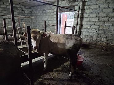 it adları erkek: Iki eded erkek dana satilir bordaga cox gözel.ag dana sort cins — 4