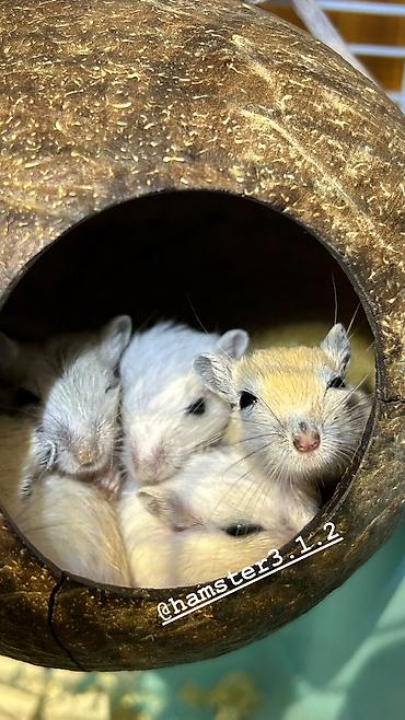 Рыбы: Продаются РУЧНЫЕ песчанки. От них НЕТ ЗАПАХА, как от хомячков и крыс — 9