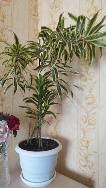 diffenbaxiya bitkisi haqqinda melumat: Drasena fragrans “Lemon Lime” (variegat) – otaq bitkisi - Uzun