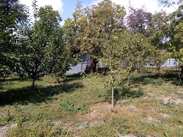 Şitillər: İsmayıllı rayonu diyalli kendinde torpaq sahəsi satilir 10 sot satilir — 2