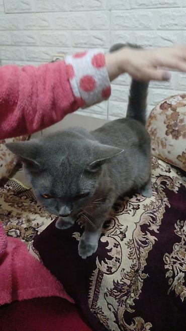 Pişiklər: Britan, Dişi, Yaxşı əllərə, Pulsuz çatdırılma — 1