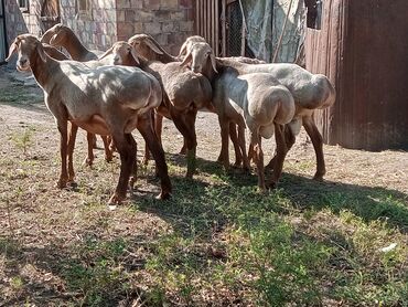 инкубационное яйцо кобб 500: Продаю | Овца (самка), Баран (самец) | Арашан | Для разведения | Племенные, Котные, Матка