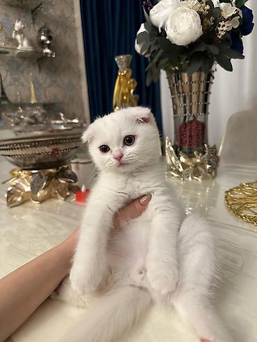 Pişiklər: Britan — 16