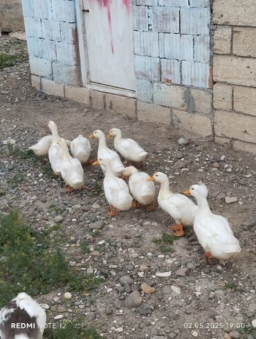 Digər quşlar: Təmiz qan cins ördək balaları martın 21yumurtadan çıxıblar ünvan lalafo.az -da Digər quşlar: Təmiz qan cins ördək balaları martın 21yumurtadan çıxıblar ünvan