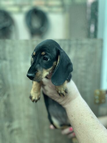 такса бишкек: Продается щенок 🐶 Порода такса Возраст 1,5 месяца Очень активная