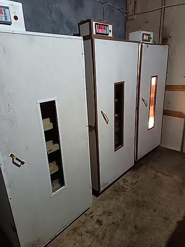 toyuq yemi: İnkubator 1000 yumurtalıq zakasla yigilir tam afdamat isdeyeyir unvan — 1
