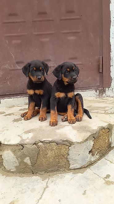 heyvan yeml: Rotveyler, 2 ay, Erkək, Peyvəndli, Ünvandan götürmə — 9