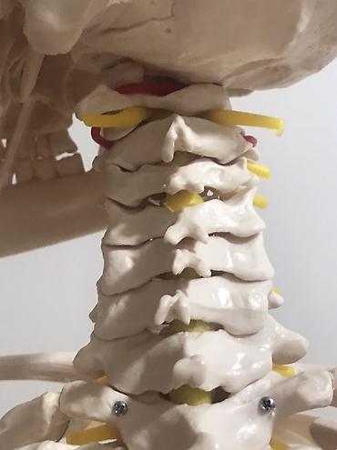 Медтовары: Viva Science tam ölçülü insan skeleti modeli - Brend: VIVA SCIENCE — 8