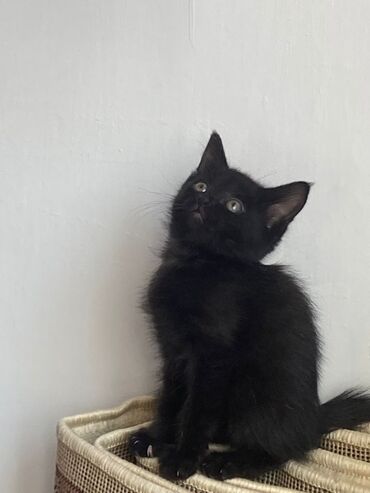 Продажа кошек: Ангорская, 10 месяцев, Девочка, Белый, Приучена к лотку — 7