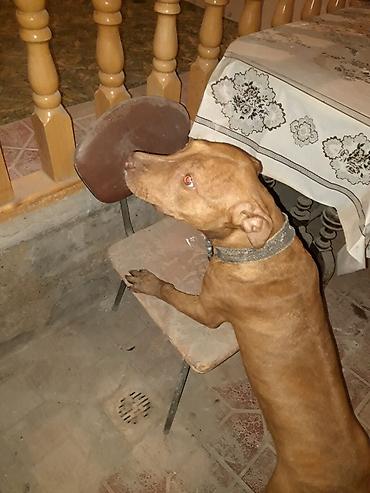 pitbul satanlar: Pitbul, 2 il, Dişi, Peyvəndli — 1