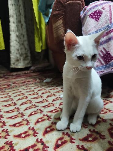Мышыктар: КОТЁНОК БЕЛЕНЬКИЙ ДЕВОЧКА 2,5 МЕСЯЦА. Котята домашние — 2