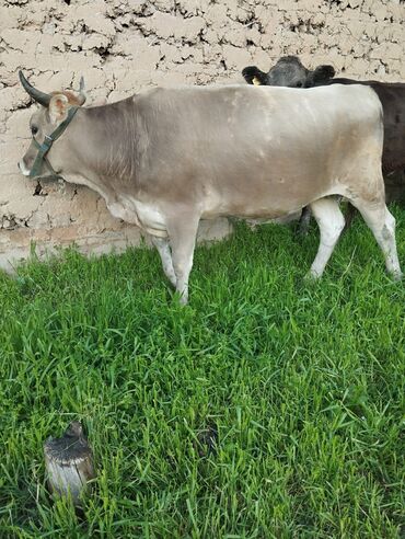 сколько стоит корова в кыргызстане 2023: Продаю | Корова (самка) | Для разведения, Для молока
