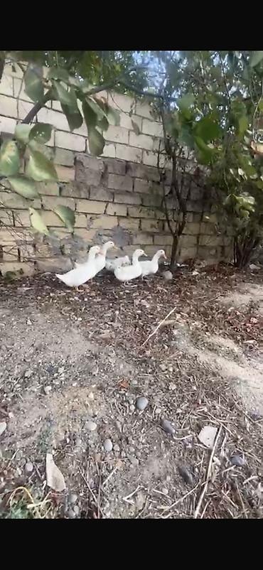 bala ördək: Ağ ördəklər – balaca sürü - Say: 5 ədəd - Rəng: tam ağ lələk, narıncı — 2